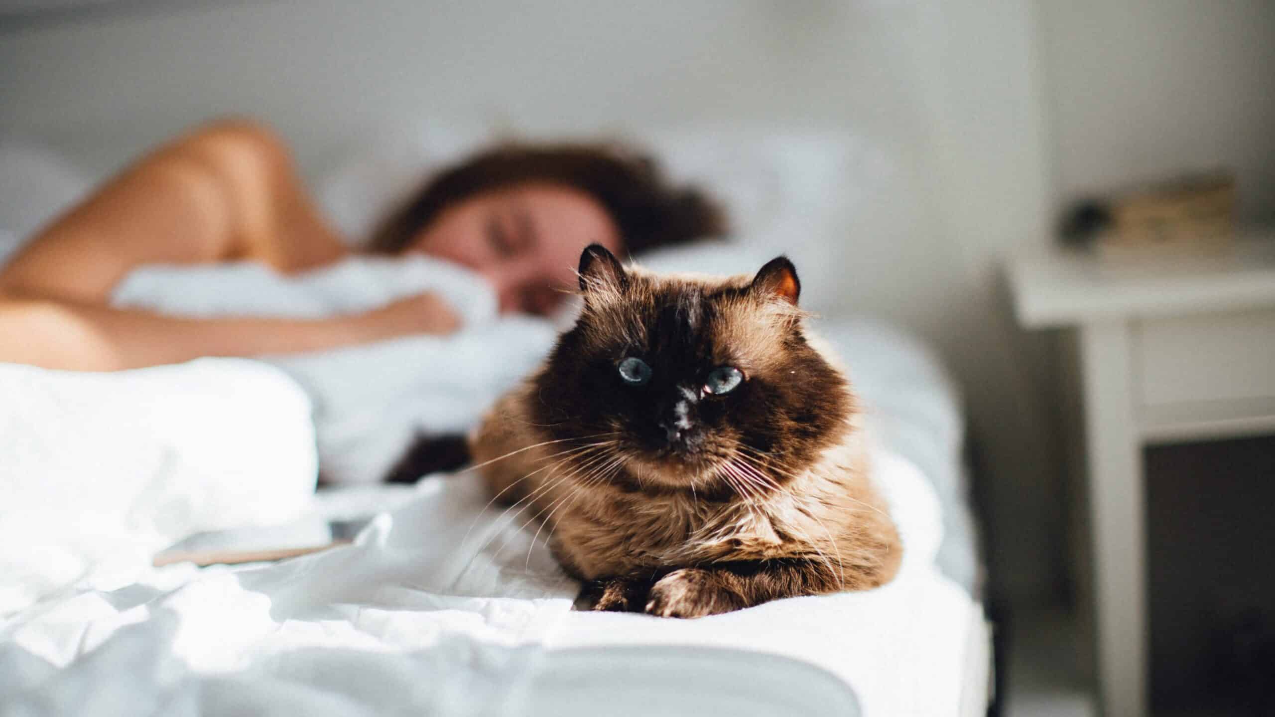 woman laying in bed with a cat - benefits of sleeping with crystals under your pillow